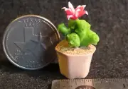 Potted Cactus Dollhouse Miniature 1:12 A1604 Garden Desert Patio Western Window