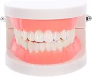 HAMPPLIES Standard Tooth Model for Educational Use Interactive Teaching Model for Oral Anatomy for Kindergartens Speech Therapy Hands Learning Tool for Care