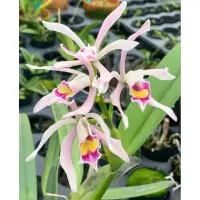 在飛比找蝦皮購物優惠-【蘭蕨雨林】Cattleya iricolor，彩虹嘉德利亞