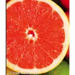 葡萄柚籽萃取液(10ML~1L)