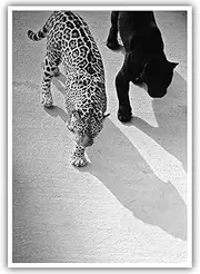 Fashion Black and White Wall Art Decor Vintage Cheetah and Jaguar Walking Print Posters 1950s Retro Leopard Canvas Unique Animal Picture for Bar Cart Dorm Living Room Home Decoration 16x24in Unframed