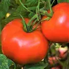 Red Tomato Seeds |New Best Flavor Heirloom Garden Vegetable Seed 2023