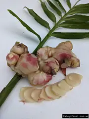 Buy QLD Ginger Plants in Australia - Zingiber officinale