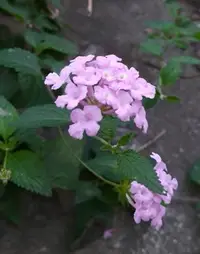 在飛比找Yahoo!奇摩拍賣優惠-紫花馬櫻丹壓縮檔