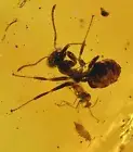 Ant, Midge, and Thrip, Fossil Inclusion in Dominican Amber