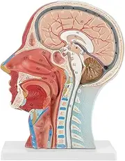QANYEGN Anatomy Half Head Model, Brain and Neck Section Model, Human Head Anatomical Models for Science Display Teaching