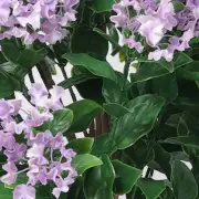 Flowering Lilac Crepe Myrtle Tree 90cm UV Resistant