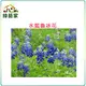 【綠藝家】H05.魯冰花(水藍色)種子30顆