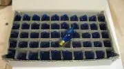 Vintage Christmas Transparent Blue C7 Light Bulbs New Old Stock E12
