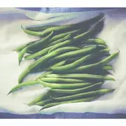 BEAN CLIMBING 'Blue Lake' seeds