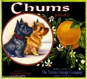 Marshall Canyon Chums Scottish & Cairn Terrier Dog Orange Crate Label Art Print