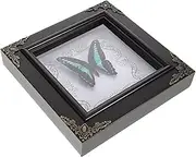 Generic Real Butterfly Specimen Frame Vintage Display Art for Home Decor Craftsmanship for Party Decoration Photo Props and Desk Styling