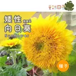 【全館590免運】向日葵種子～矮性「熊寶貝」太陽花