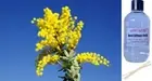 AUSTRALIAN WATTLE - Reed Diffuser Refill