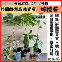 在飛比找蝦皮購物優惠-［種植趣］國外品種 酪梨 嫁接苗 挑戰價格 綠得 露拉 泰國