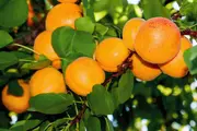 Buy Dwarf Apricot Storeys (Early Moorpark) Fruit Trees -Prunus armenia