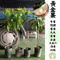 在飛比找蝦皮購物優惠-[農夫世家] 黃金果 大蜜 黃金八百 冬蜜 熊讚 蜜香 九大