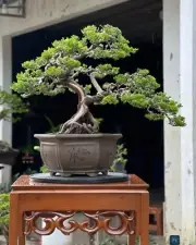 Bonsai Juniperus Chinensis | Bonsai Tree | Bonsai Style Natural| Bonsai Deadwood