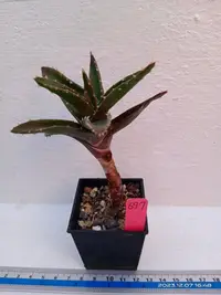 在飛比找Yahoo!奇摩拍賣優惠-不夜城Aloe/多肉植物（裸根寄出）編號：697