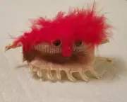 Millipede shell Monster w/ Red Hair 5" wide Folk Art Souvenirs Gift