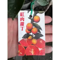 在飛比找蝦皮購物優惠-頂耀園藝 紅肉柳丁苗 高度約60公分以上