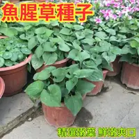 在飛比找蝦皮購物優惠-🔥🔥正品對版 開發票 收據【魚腥草種子】又名折耳根種子壓根可