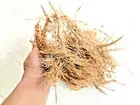 COCONUT HUSK Fiber Natural Organic Orchid Rose Anthurium Hoya Growing Media 100g