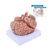 Human Brain Model 8-Part Brain Models Life Size Human Brain Anatomical Model