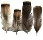 20Pcs Turkey Pheasant Plumage Feathers 4-8 Inches Home Wedding Decoration