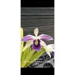 上賓蘭園 LAELIA PURPURATA VAR.FLAMEA WERKHAUSERI X SIB灰藍唇叉角婆婆自交苗