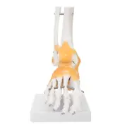 Adult Human Skeleton Ligament Foot Ankle Joint Anatomical Model MGR