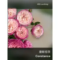 在飛比找蝦皮購物優惠-康斯坦茨 Constance 玫瑰花 / 6吋盆扦插苗 / 