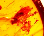 Beautiful Lacewing Insect in Burmese Amber Fossil Gemstone Dinosaur Age