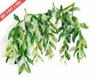 Rhipsalis Mistletoe Cactus with hanging stems Watercolor 8x10 Print