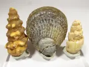 3 x AGATIZED FOSSIL SHELLS – 2 GASTROPODS, 1 BIVALVE, MOROCCO