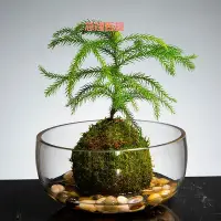 在飛比找Yahoo!奇摩拍賣優惠-精品水培植物花瓶大口徑花盆金魚缸透明玻璃器皿水養植物綠蘿水培