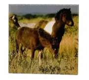 Assateague Island Horses Ceramic Tile Trivet Coaster Travel Souvenir 4" x 4"