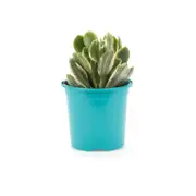 105mm Bright and Easy Crassula Ovata Lemon & Lime - Crassula Ovata Variegata