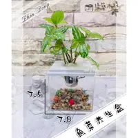 在飛比找蝦皮購物優惠-【綠築小棧】【魚菜共生盒】現貨 魚缸 盆栽 植物 水耕植物 