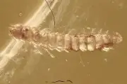 Rare TELEPHONE-POLE BEETLE LARVAE Micromalthidae BALTIC AMBER + HQ Pic 240228