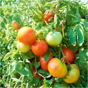 Tomato - Tatura Dwarf Globe seeds