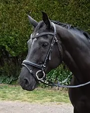 Rhinegold Italia Anatomical Flash Bridle - Pony - Havana