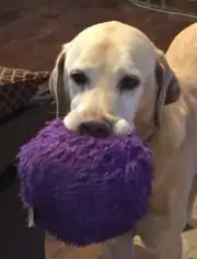 goDog Furballz Large Purple Chew Guard Squeaker Plush Dog Toy 770121