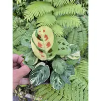 在飛比找蝦皮購物優惠-Maranta Leuconeura var. kercho