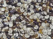3,000 pcs Metallic Gold 6mm 1/4" Round Cup Bulk Loose Sequins Sewing Crafts