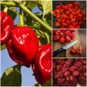 DRIED CAROLINA REAPER PEPPER PODS-WORLDS HOTTEST CHILI - with SEEDS 100% Quality