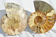 110myo Fossil Pair Ammonite Great Color Crystal Cavities XXXL 7.7" 196mm 3932gu