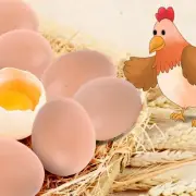 Plastic Fake Chicken Eggs Poultry Layer Coop Hatching Simulation Dummy Egg