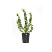 140mm Red Devil - Leucadendron salignum