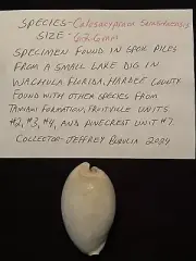 EXTINCT Fossilized COWRIE Shell ( Calusacypraea Sarasotaensis ) From Central Fl